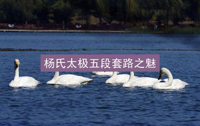 杨氏太极五段套路之魅